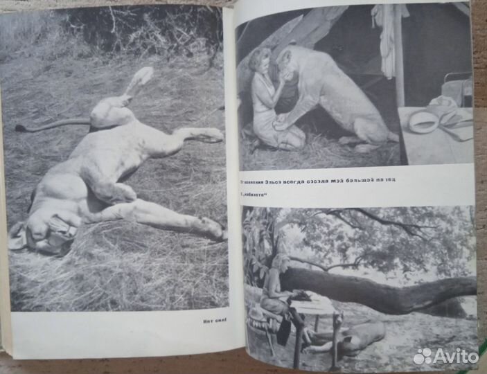 Популярные книги о животных и природе