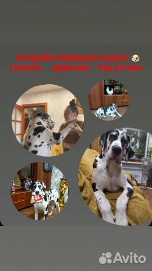 Продам Немецкого Дога - девочка, 1,5 года