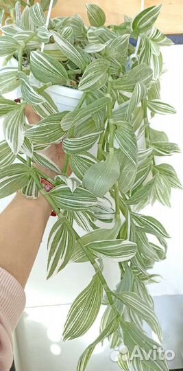 Комнатные цветы для озеленения большие кашпо