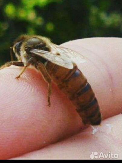 Матки пчелы карника