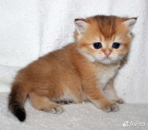 Британские котята