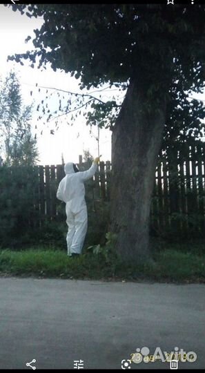 Уничтожение клопов и тараканов. Дезинфекция