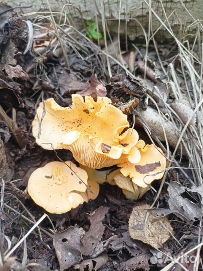 Грибы лисички