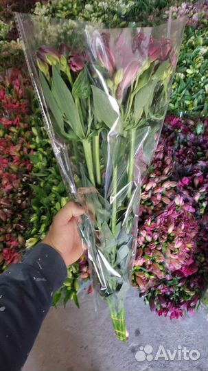 Альстромерия