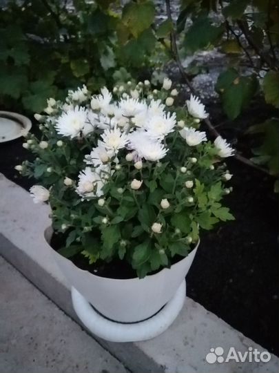 Хризантема