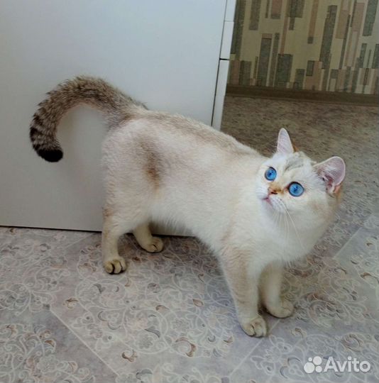 Кошка молодая, шотландская