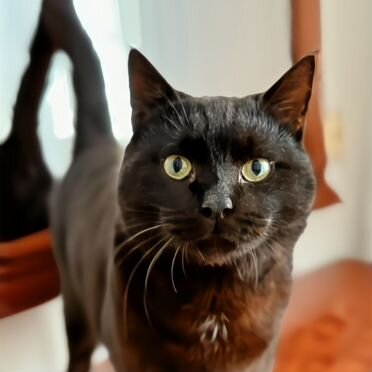 Йоркский шоколадный котёнок