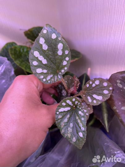 Бегонии редкие набор