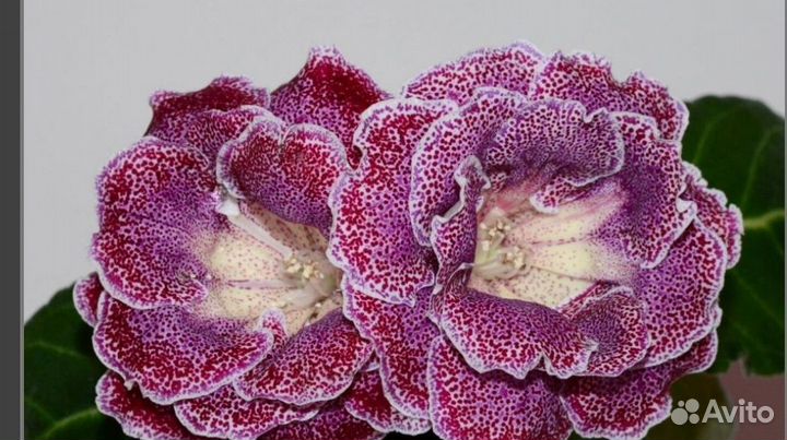 Глоксиния Ен-Фаина Раневская