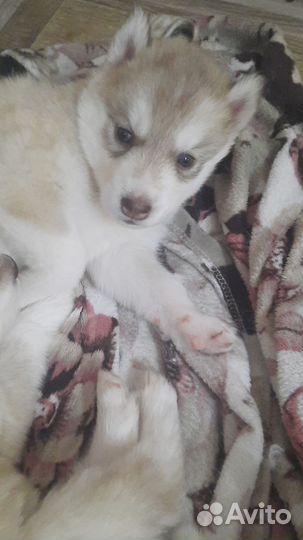 Щенки сибирский хаски