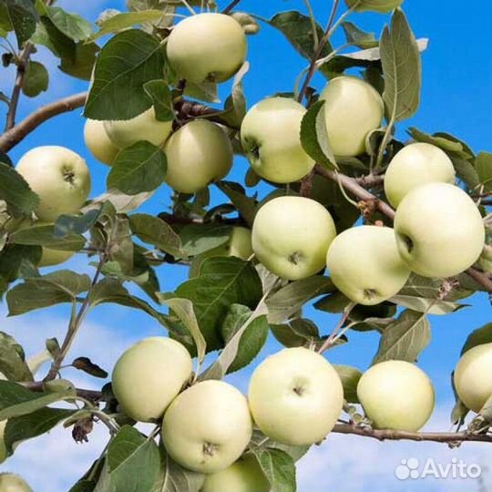 Яблоня белый налив саженец 2-х летка с доставкой