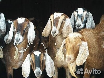 Молоко Англо нубийских коз