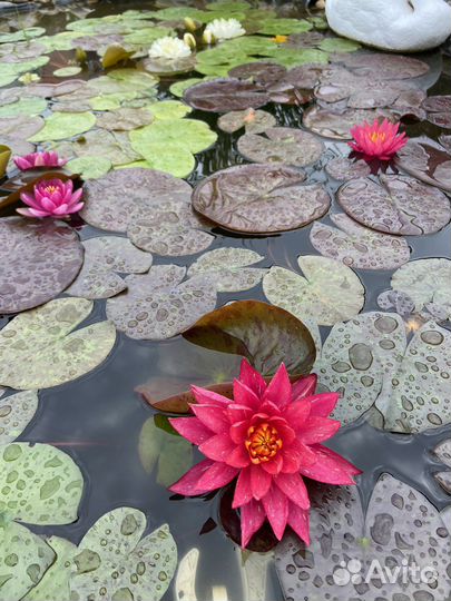 Нимфеи для пруда