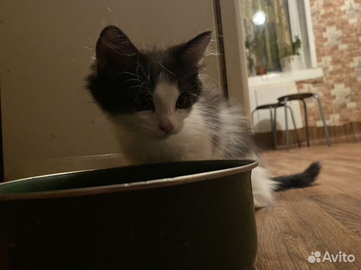 Котята в добрые руки бесплатно