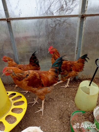 Молодые петушки