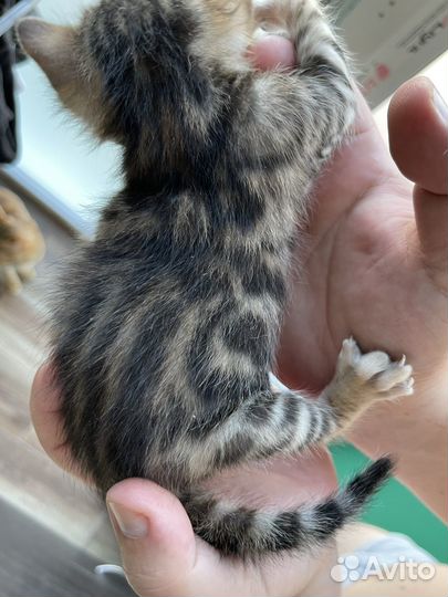 Продаются бенгальские котята