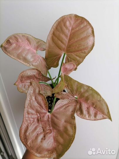 Сингониум пинк мозаик