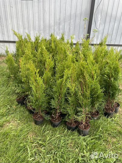 Туя смарагд туи красивые
