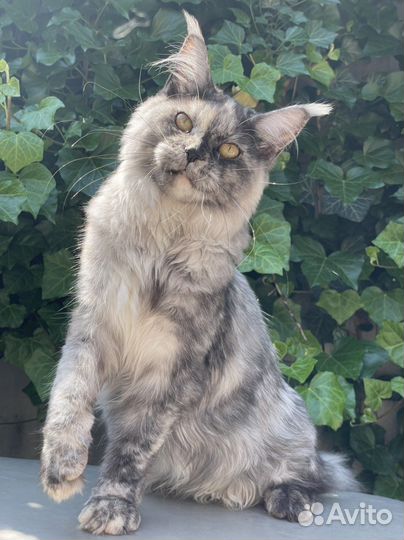 Шикарная кошечка мейн-кун