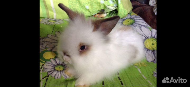 Карликовые кролички разных цветов