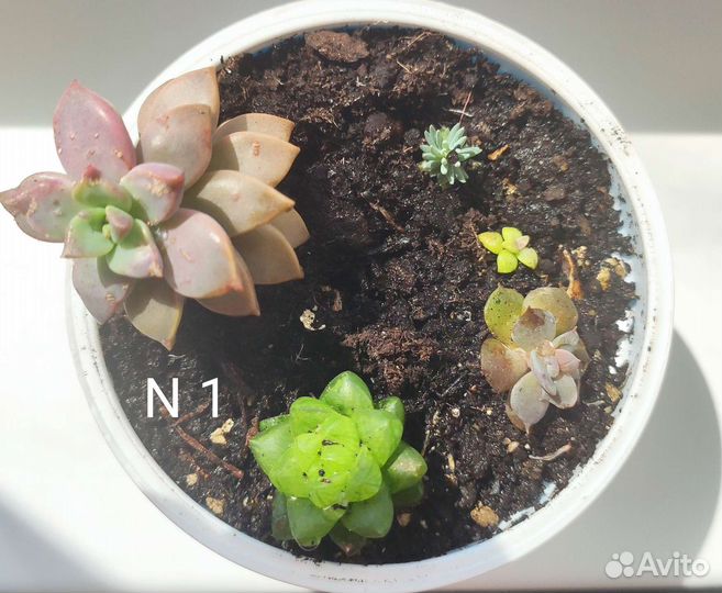 Суккуленты (наборы)