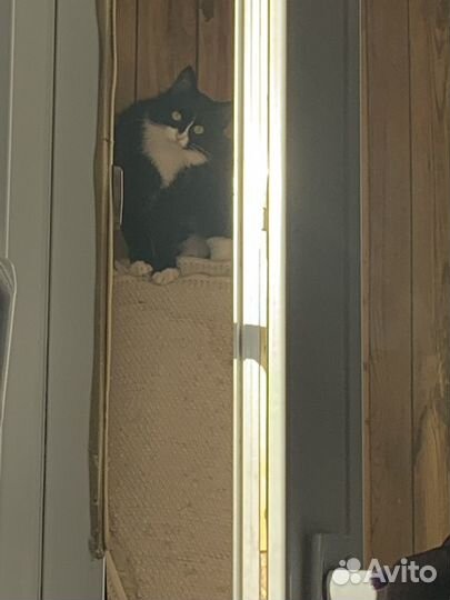 Передержка кошек