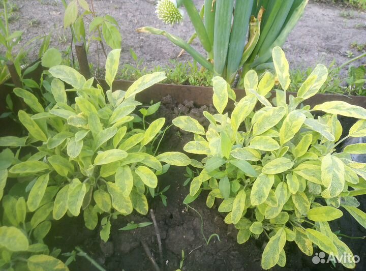 Тархун, укроп.дерево, розмарин, хрен, пряные