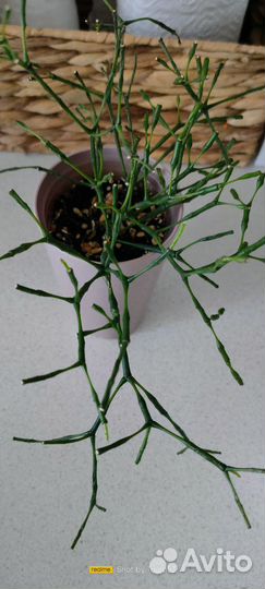 Домашние цветы