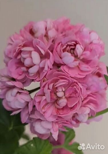 Пеларгония герань Анита