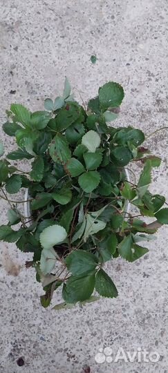 Рассада клубники