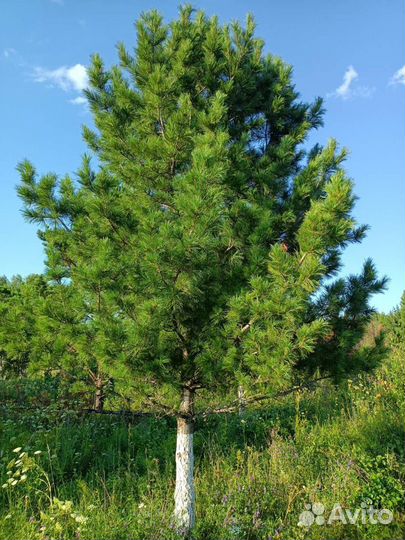 Саженцы Сосна Кедровая