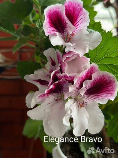 Королевская пеларгония