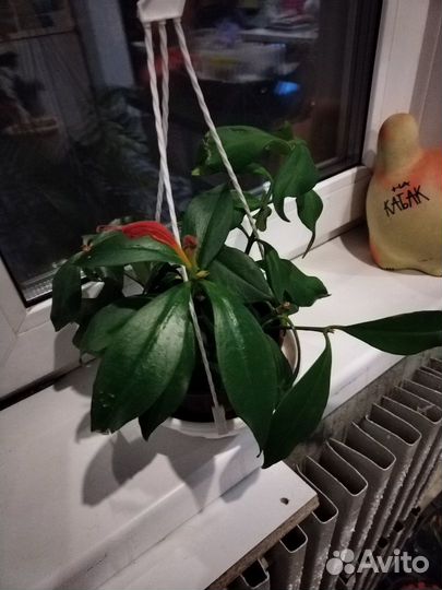 Эсхинантус жар птица