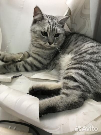 Пристраивается молоденький котик