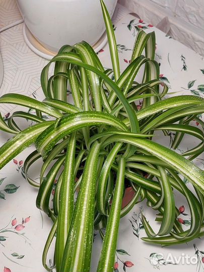 Хлорофитум кудрявый