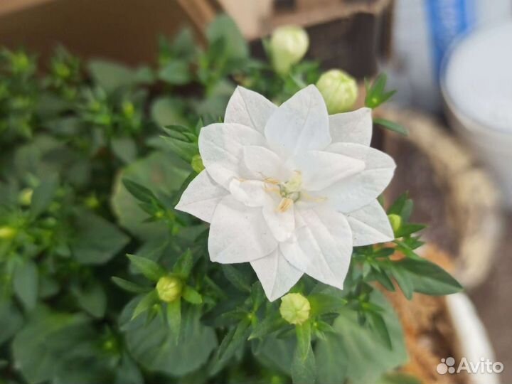 Кампанула, гиппеаструм