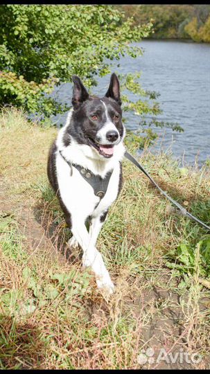 Дворняг в добрые руки