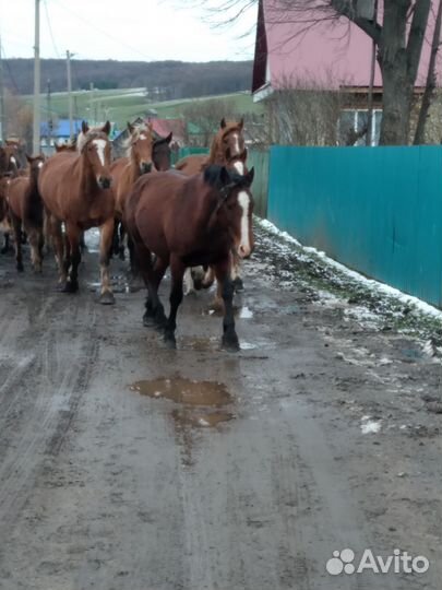 Лошадь кобылки