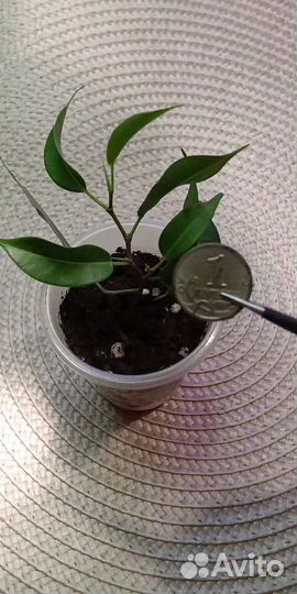 Фикус mini бонсай