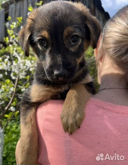 Щенок Бесплатно