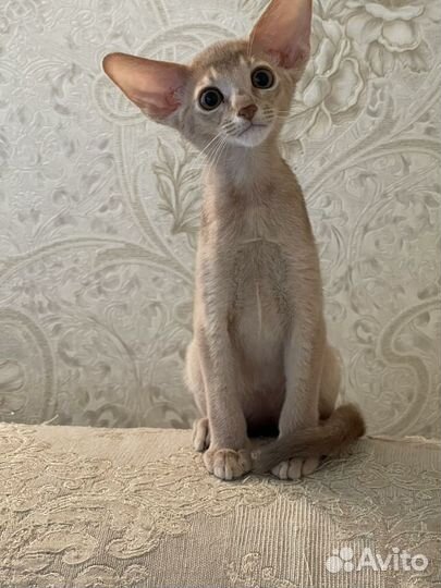 Абиссинская