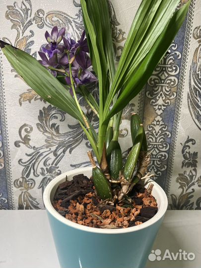 Орхидея зигопеталум