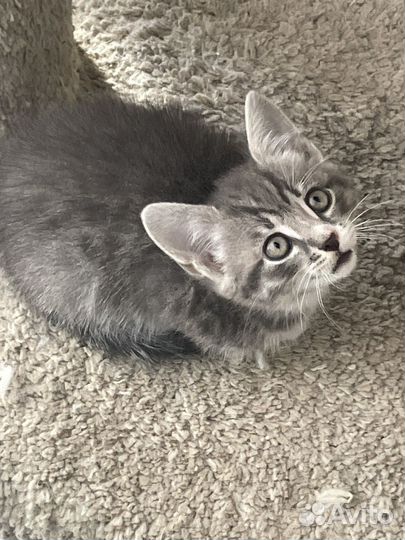 Котенок мальчик 1,5 мес