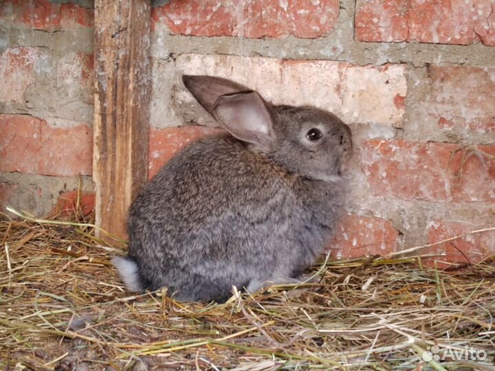 Кролики Немецкий ризен