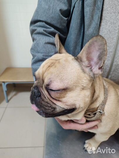 Французский бульдог кабель вязка