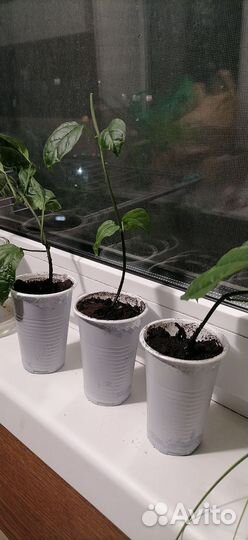 Клеродендрум томпсон