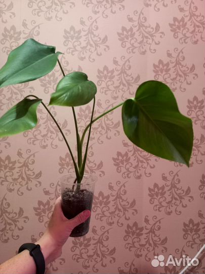 Монстера деликатесная