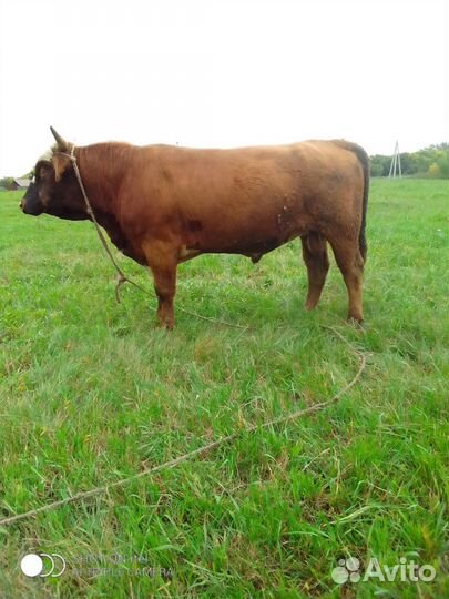 Продам быков