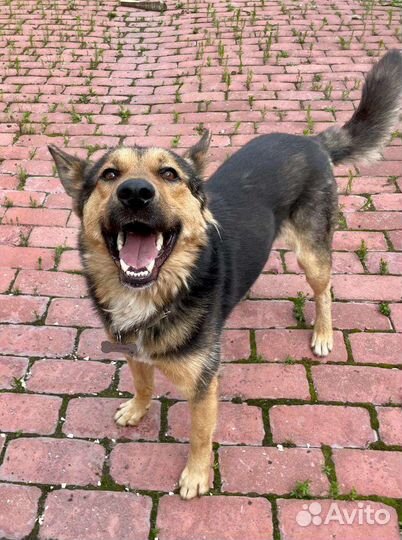 Молодой пёс в добрые руки