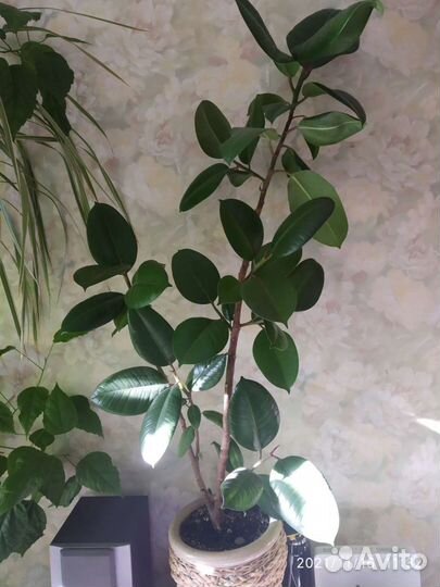Фикус бенджамина